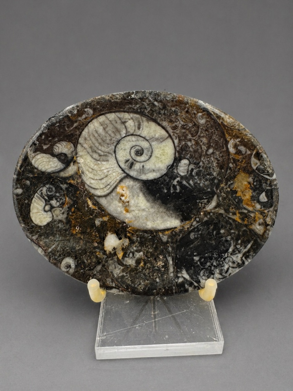 Fossil Ammonite Bowl (Madagascar)